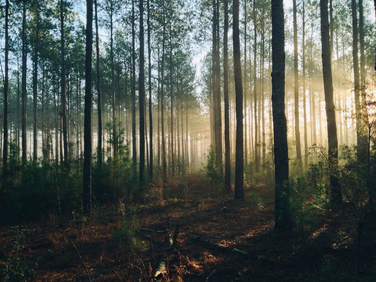 Picture of a peaceful forrest